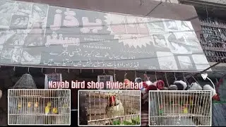 Hyderabad Nayab Bird shop | panhwar bird lover