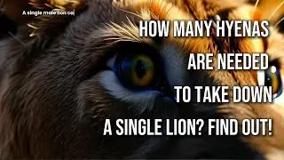How Many Hyenas Are Needed to Take Down a Single Lion? Find Out!