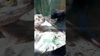 When your beardie has to watch gorilla tag -credit (mattvr