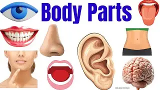 Body parts name hindi and english | शरीर के अंग | Human Body parts name in Hindi and English 