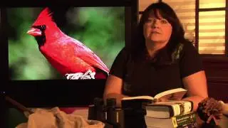 Animal Habitats : Where Do Cardinals Live?