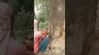 cutting teak tree#Shorts .
