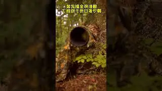 Captured the elusive Ribbon Bird | #youtubeshorts #viralvideo #ytshorts #birds #videoviral