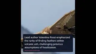 Uncovering 30,000-Year-Old Vulture Feathers in Volcanic Ash