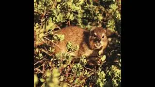 Cute Chomper (Rock Hyrax)#cuteanimals#shorts#adorable#wildlife#dassie#capehyrax#rockrabbit#coney