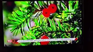 UN ALBERO DA SALVARE... IL TAXUS BACCATA DI TORNIELLA (tv9)