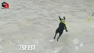Verano Canino 3 con Adiestralo.com