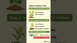Makai ki Fasal ka Khad Plan #fertilizer #maize