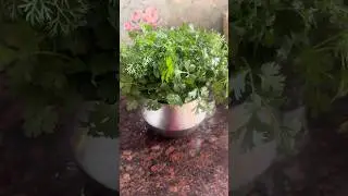 Tips to store Coriander fresh #shorts #viral #trending #coriander #fresh #tips