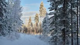 Quiet Winter Walk | Forest Sounds | No Music