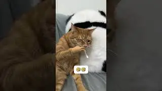 Pov : le chat roux 🤣 #chats #chat #catlovers #catfunny #fyp #catsoftiktok