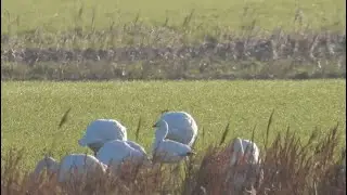 Snow Goose, Tongue End, Lincolnshire, 26/12/25