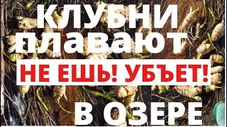 #Цикута ОПАСНОЕ РАСТЕНИЕ В ВОДЕ!!! Красивые клубни плавают в озере.