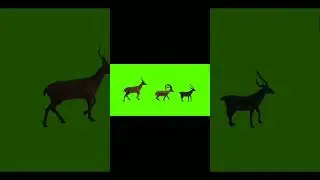 #deer stampede green screen video#deer running#deer walking #viral short video