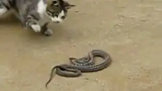 Gato vs Serpiente!