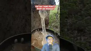 GETAH YANG PUNYA BANYAK KHASIAT #getah #khasiat #shorts