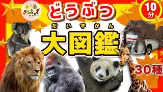 【どうぶつ大集合！】どうぶつ大図鑑★動物園にいる30種類の動物がが集合したよ！ぞう キリン パンダ など動物の名前を覚えよう◎【子供向け動物アニメ】