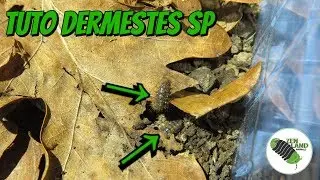 Tuto dermestes sp