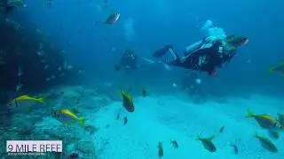 9 Mile Reef with Gold Coast Dive Centre