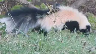 Hooded Skunk