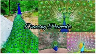 dancing Peacocks|hobby search