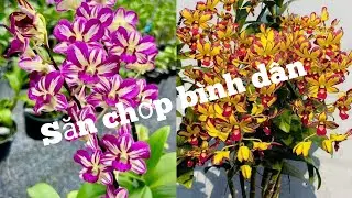 Chớp trưa đủ loại giá bình dân, 0972899855.