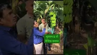 Milifestyle marketing product bhuastra growmagic result in Banana#bhuastra #milifestyle #elements