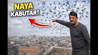 Tukdi me Naya Kabutar kiska lag gaya - Sultan Delhi Pigeons