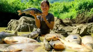 Harvest Giant Fish from Old Ponds | Big Catch to Sell at the Market