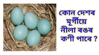 Interesting GK Assamese with questions and answers | Assamese GK | A to Z Knowledge Assamese