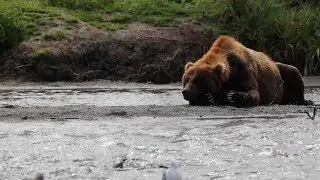 Lazy Bear Cub Sits And Watches Fish