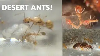 Desert Ants Update! (Myrmecocystus, Pheidole, and more)