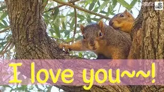 Cute Squirrels! A Squirrel Chasing A Squirrel Hugging & Mating🐿🐿