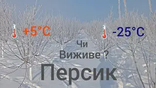 Перепад в🌡️30°C Чи виживе Персик після відлиги ?