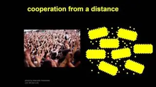 Cooperation and conflict in the microbial world | Brian Hammer | TEDxDouglasville