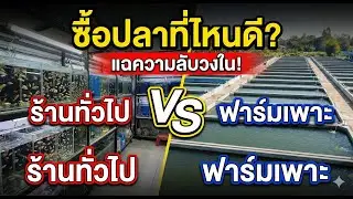 ร้าน vs ฟาร์ม: ซื้อปลาที่ไหนดี? จบปัญหาปลาตายหลังซื้อ 🐟❌