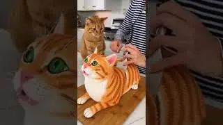 Кошка-защитник спасает торт от разрезания | Забавный кошачий момент 🐱