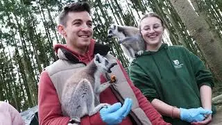 Lemur Experience at Hoo Zoo