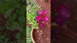 Double Colored lresine Herbstii | Bloodleaf Plant