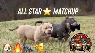 TOP QUALITY MICRO AMERICAN BULLY BREEDING WITH MOA KENNELS