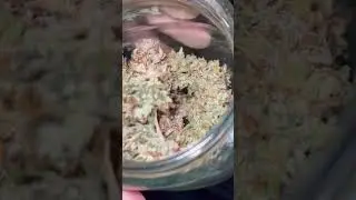 Purple Thai Autoflower bred by Ethos Genetics 🧬 after first pass of hand trimming. #homegrown
