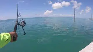 !!!KEY WEST  FISHING for Yellowtail's & SHARKS!!!! Channel 2 BRIDGE