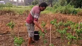 BOOST YOUR CHILI HARVEST WITH THESE GENIUS FERTILIZING TIPS - Agriculture Farming