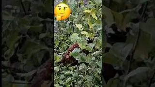 Nature Experts, Help. NAME THAT BIRD! 👀 #shorts #birds #nature #ornithologie #birdwatching #hiding