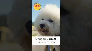 Unseen Side of Bichon Frises! 🐩 #bichonfrise #dogfacts #shortsvideo