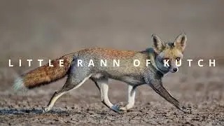 Wildlife of Gujarat