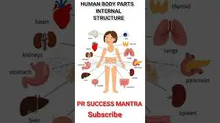 PR SUCCESS MANTRA Human Body Internal Structure#humanbody #shortsvideo#viralvideo #anatomy#education