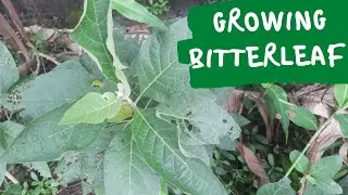 How to Grow Organic Bitterleaf At Home With Chemicals Or Fertilizers