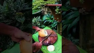 King Coconut Cutting ASMR Satisfying Video #cuttingskills #cuttingfruit #coconut