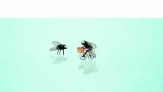 Fly Talk... Fly Cycle